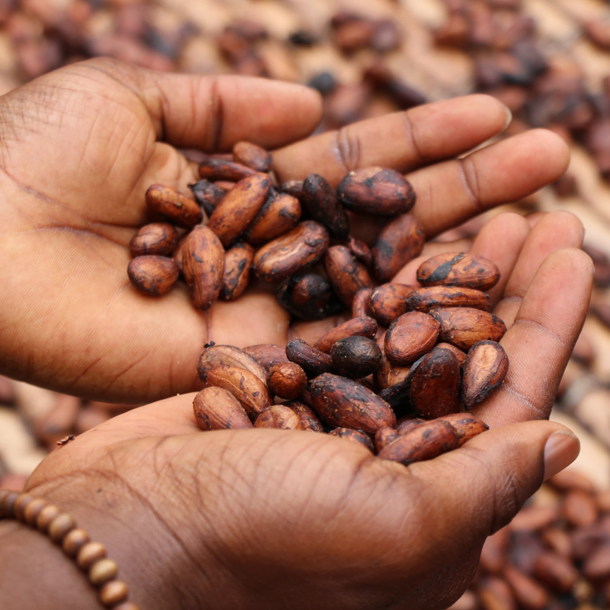 Cocoa seeds