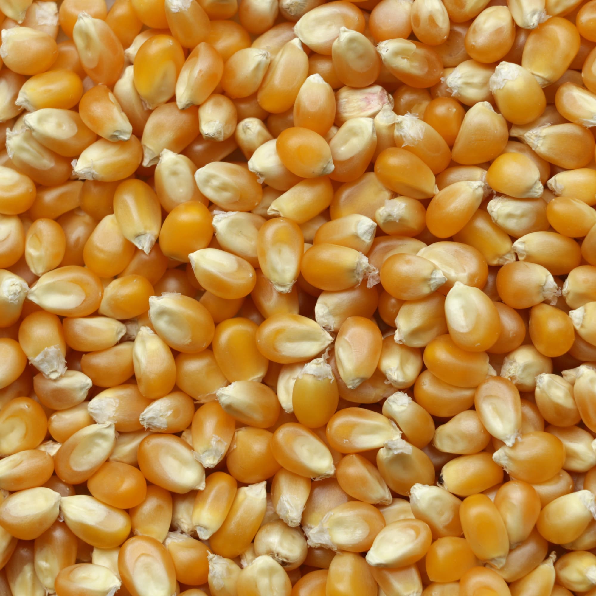 Maize