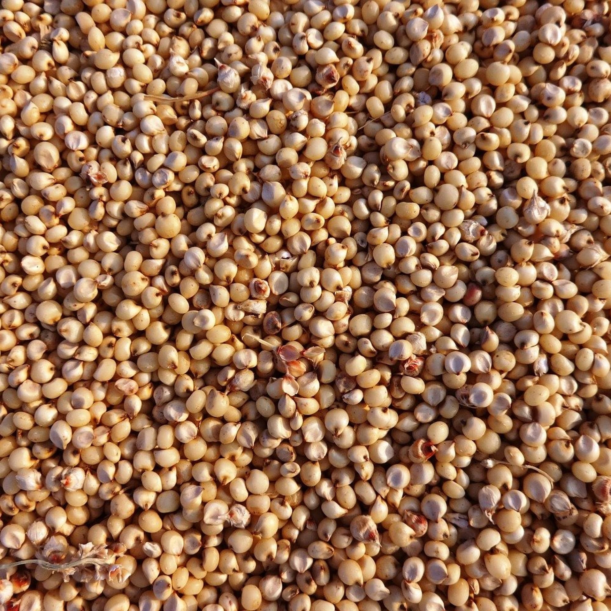 Sorghum grains