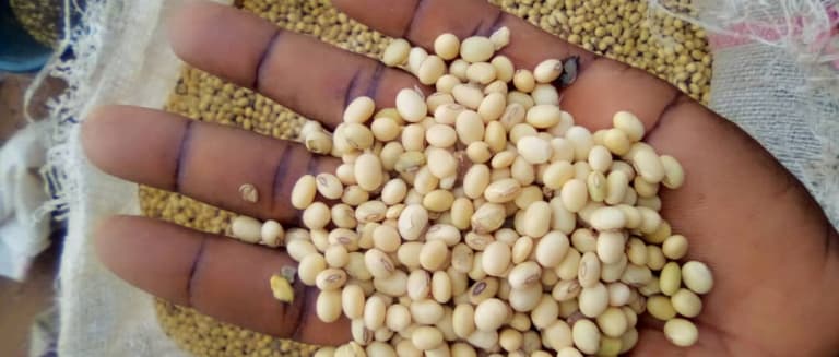 Soy beans